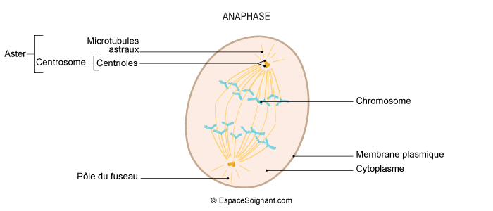 Anaphase