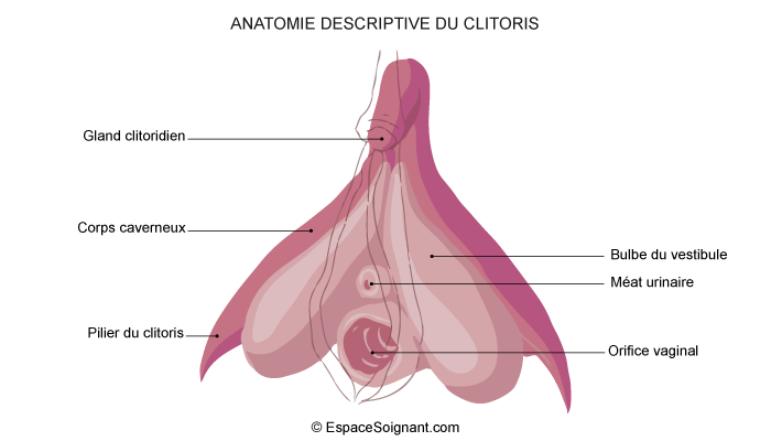 Clitoris