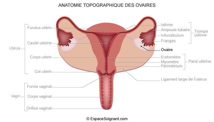 Topographie des ovaires