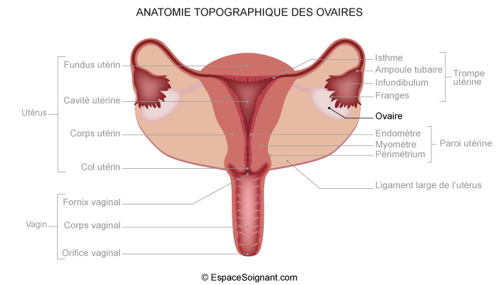 Ovaire