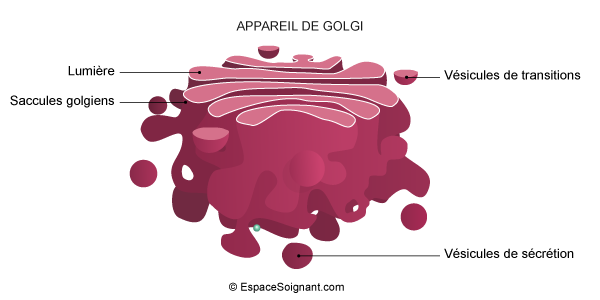 Appareil de Golgi