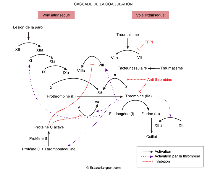 Cascade de la coagulation