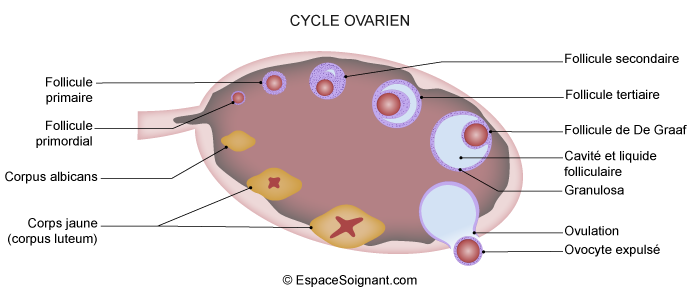 Cycle ovarien