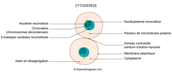 Cytodiérèse