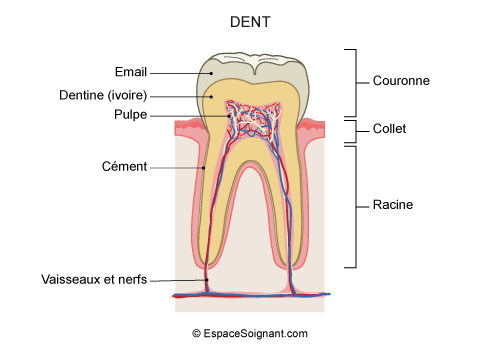 Anatomie du corps humain - Le système digestif : • ~ 1️⃣ La bouche : permet  de réduire nos aliments en petits morceaux par les dents et lubrifiés par  la salive. • ~