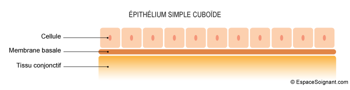 Epithélium simple cuboïde