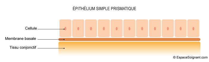 Epithélium simple prismatique