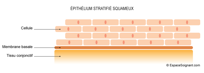 Epithélium stratifié squameux