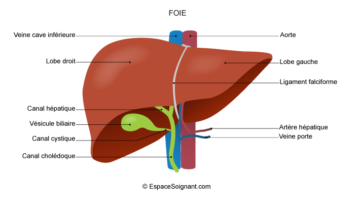 Foie