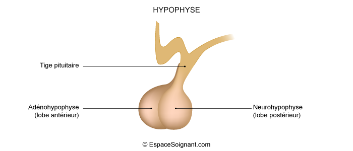 Hypophyse