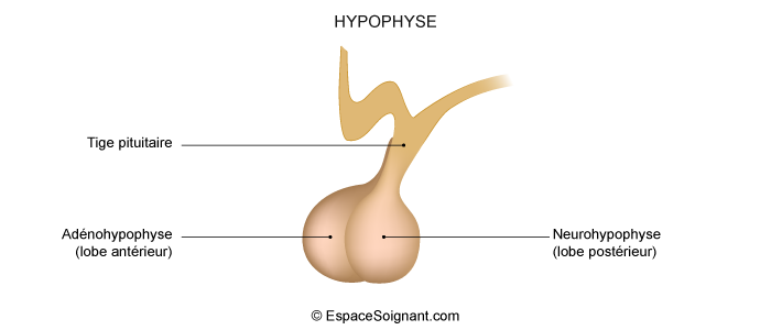 Anatomie et physiologie du complexe hypothalamo-hypophysaire ...