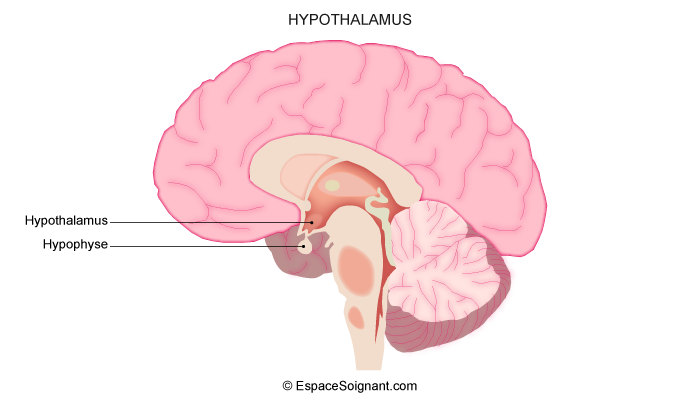 Hypothalamus