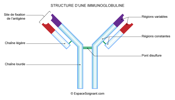 Immunoglobuline