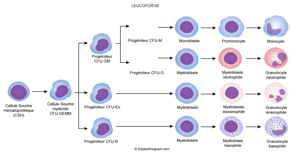 Leucopoïèse