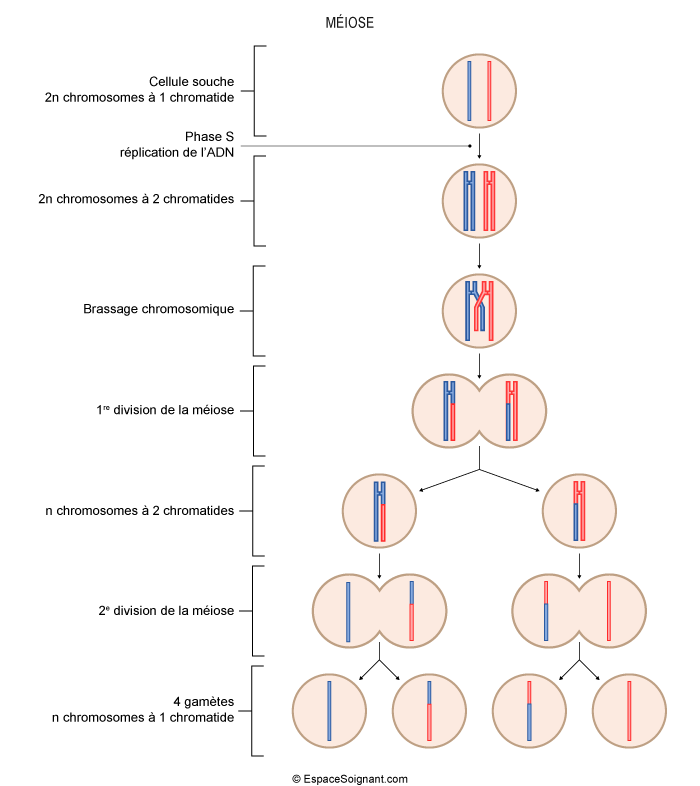 Cycle cellulaire M iose  Canc rologie H matologie 