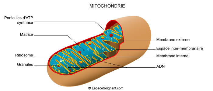 Mitochondrie