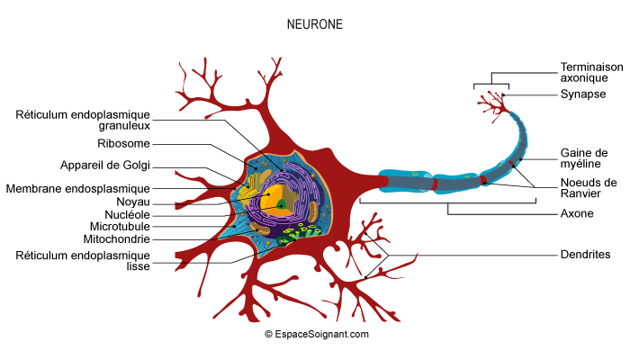 Neurone