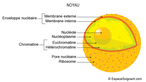 Noyau