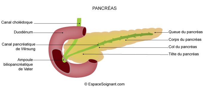 Pancréas