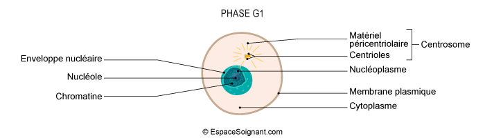 Phase G1