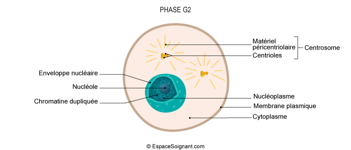 Phase G2