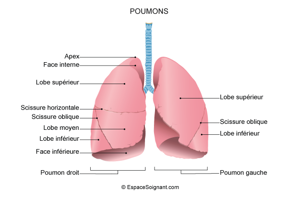 8 : Anatomie de l'appareil respiratoire.