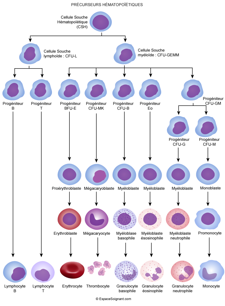 Précurseurs hématopoïétiques