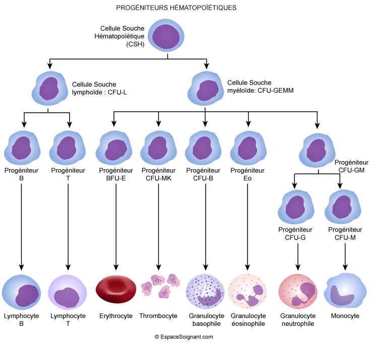 Progéniteurs hématopoïétiques