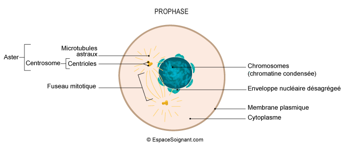 Prophase