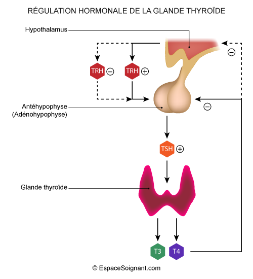 Régulation hormonale de la glande thyroïde