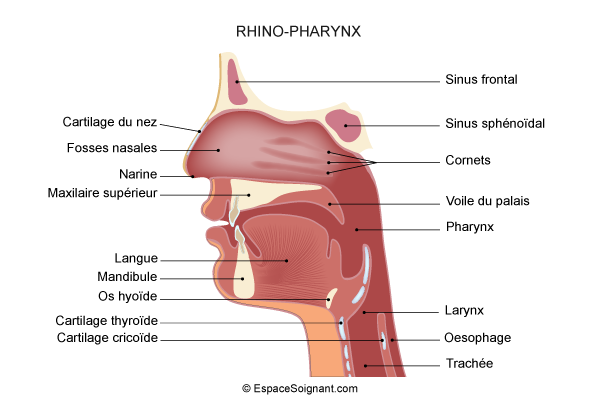 Rhino-pharynx