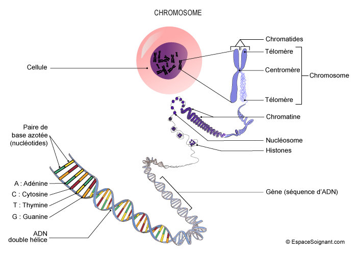 Chromosome