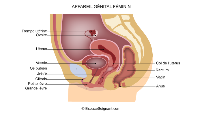 Anatomie De L Appareil Reproducteur F Minin Secteur De Soins Infirmiers