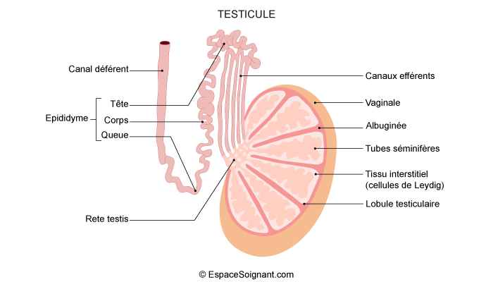 Testicules