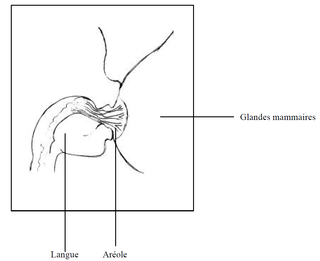 L Allaitement Maternel Pratique Infirmiere