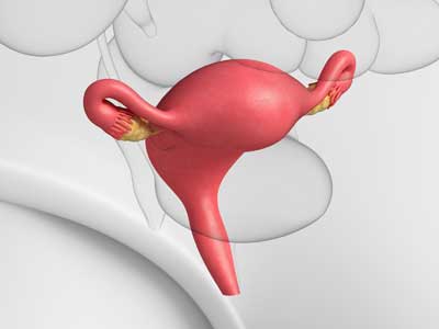 Anatomie - Physiologie