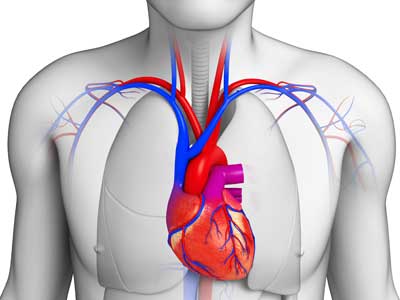 Appareil cardiovasculaire